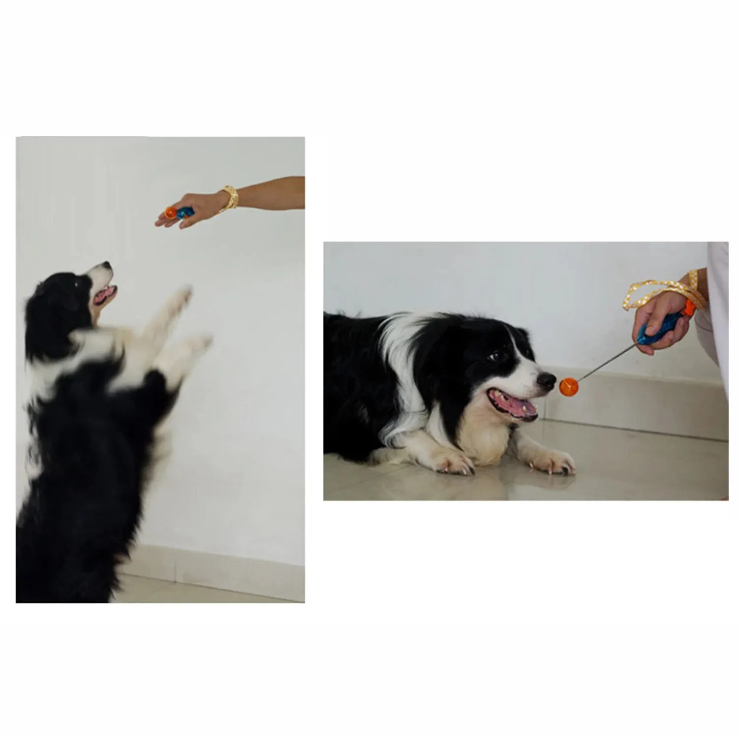 Stretchable Pet Training Clicker | Dog, Cat, Bird Agility Trainer & Whistle