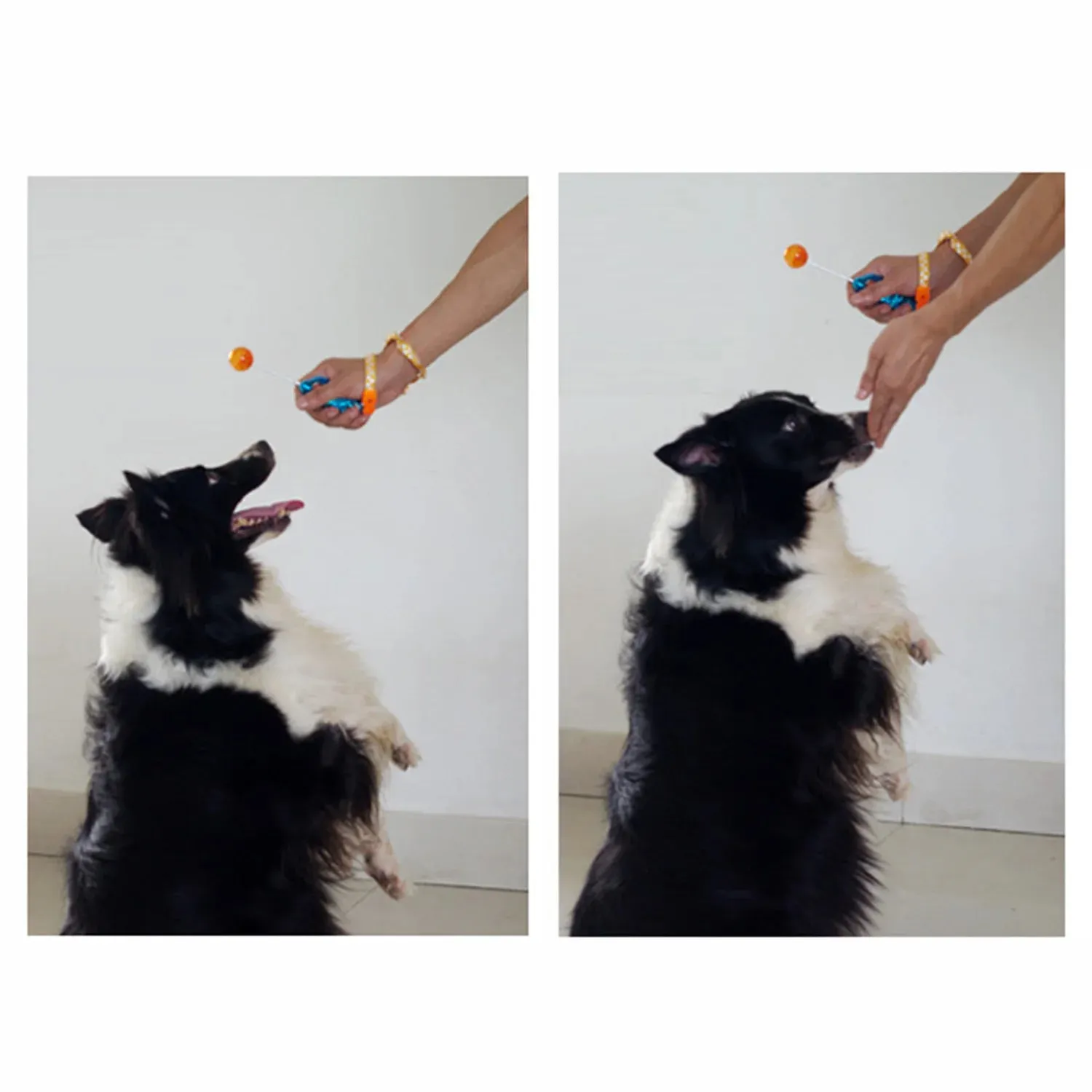 Stretchable Pet Training Clicker | Dog, Cat, Bird Agility Trainer & Whistle